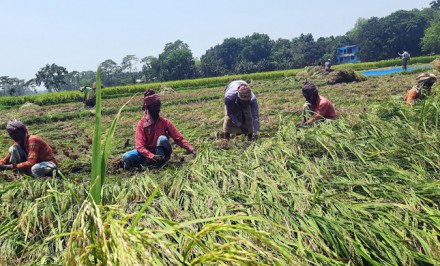 সিরাজগঞ্জে স্বপ্নের ধান কাটা শুরু