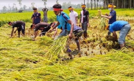 সিরাজগঞ্জে কৃষকের ধান কেটে দিলো ছাত্রলীগ