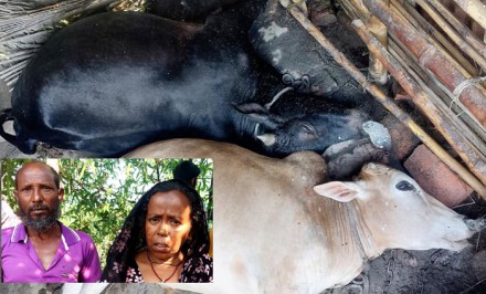 শাহজাদপুরে বজ্রপাতে দুই গরু হারিয়ে দিশেহারা কৃষক