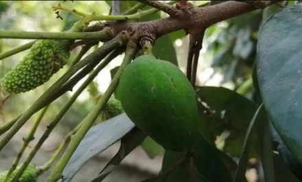 লিচুগাছে ধরা সেই আম ছিঁড়ে ফেলেছেন একদল তরুণ