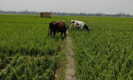 বেলকুচিতে ঝড়ে ১২২৩ হেক্টর জমির ধানের ক্ষতি