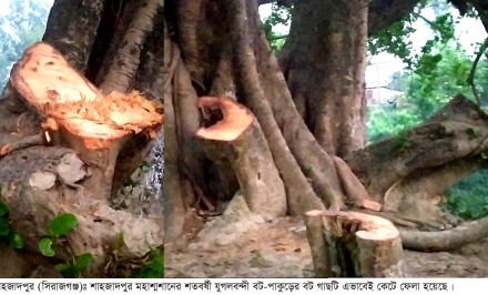 শাহজাদপুর মহাশ্মশানের শতবর্ষী বৃক্ষ কেটে ফেলায় হিন্দু সম্প্রদায়ের মধ্যে ক্ষোভের সঞ্চার