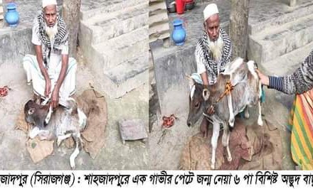 শাহজাদপুরে ৬ পা বিশিষ্ট বাছুরের জন্ম