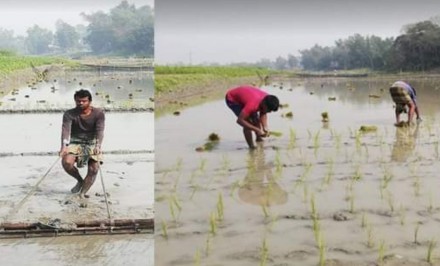 শাহজাদপুরে ইরি-বোরো রোপন শুরু, শৈত্যপ্রবাহের কারনে চিন্তিত কৃষক