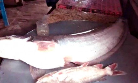 এক বোয়ালের দাম ৩১ হাজার টাকা