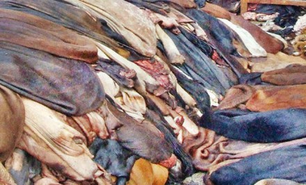 কোরবানির পশুর চামড়ার দাম নির্ধারণ