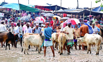 হাটভর্তি গরু ক্রেতা নেই