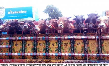 শাহজাদপুরে কোরবানির গরু বিক্রি নিয়ে খামারিরা দ্বিধা-দ্বন্দ্ব সংশয়ে