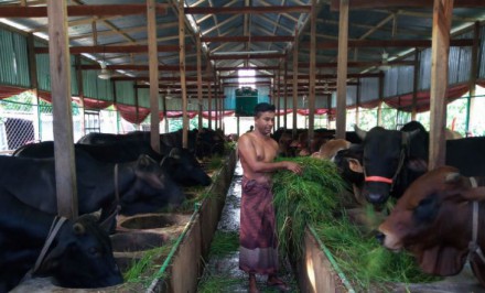 করোনা আতঙ্ক  : লোকসানের আশঙ্কায় খামারিরা