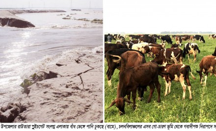 চলনবিলে ৩ লক্ষাধিক গবাদীপশু নিয়ে খামারিরা মহাবিপাকে