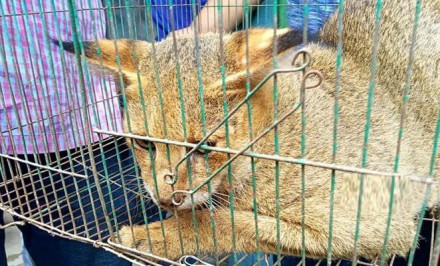 সিরাজগঞ্জে আহতাবস্থায় বনবিড়াল উদ্ধার