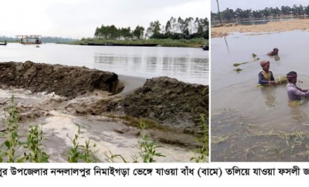 নন্দলালপুর নিমাইগাড়া বাঁধ ভেঙে ডুবে গেলো কাঁচা-পাকা ধান