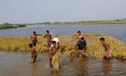 শাহজাদপুরে পানির নিচে ২০০ হেক্টর জমির পাকা ধান