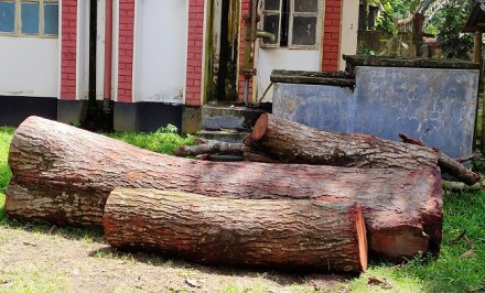 এনায়েতপুরে সেই কাটা গাছ উদ্ধার