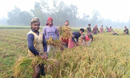 কামারখন্দে তরুণদের ধানকাঁটা মজুরির টাকায় করোনায় কর্মহীন দরিদ্রদের দেওয়া হবে ঈদ সামগ্রী