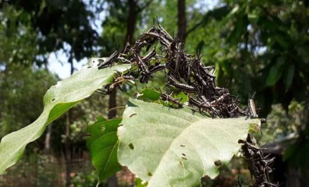 টেকনাফে পঙ্গপাল সদৃশ পোকার হানা