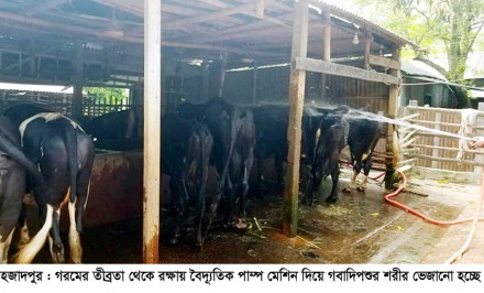 শাহজাদপুরের গবাদিপশু নিয়ে বিপাকে খামারিরা