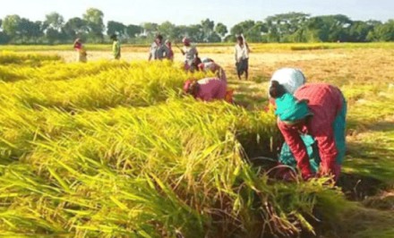 সিরাজগঞ্জে ধান কাটতে আসতে শ্রমিকদের বাধা নেই