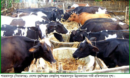 দুগ্ধশিল্প জাতীয় অর্থনীতিতে ঘটাতে পারে বিপ্লব!