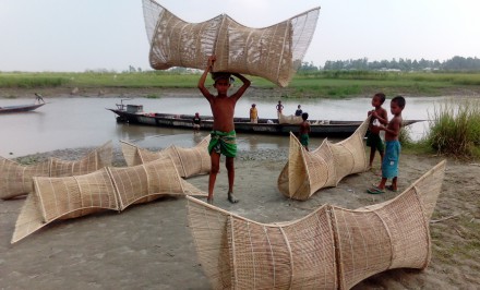 চলনবিলাঞ্চলে চারোর কদর বেড়েছে