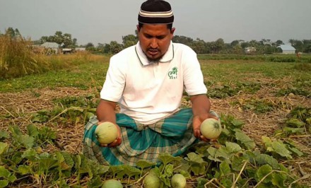 বেলকুচিতে রমজানে বাংগির কদর বেশী - কৃষকের মুখে হাসি