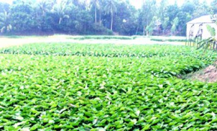 ধানের চেয়ে কচুর আবাদ লাভজনক; শাহজাদপুরের কৃষক কচু চাষে ঝুঁকছে