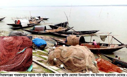 যমুনায় ধরা পড়ছে ডিমওয়ালা মা মাছ : মাছের বংশবৃদ্ধি নিয়ে উদ্বেগ