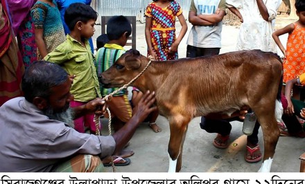 অলৌকিক ঘটনা!!! উল্লাপাড়ায় দুধ দিচ্ছে ২২ দিনের বকন বাছুর