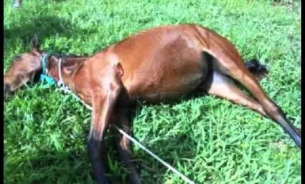 ঘোড়া বলৎকারে ৫০ হাজার টাকা জরিমানা!