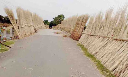 উত্তরাঞ্চলের পাটচাষীরা লোকসান কাটাতে পাটসোলা বিক্রি করছে