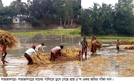 পানিতে ৫’শ একর জমির পাঁকা ধানে পড়েছে মই: কৃষকের হা-হুঁতাশ বাড়ছে