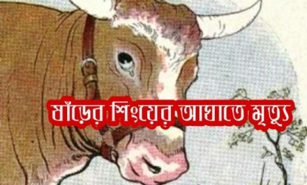 উল্লাপাড়ায় ষাঁড়ের শিংয়ের আঘাতে গৃহবধুর মৃত্যু