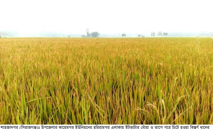শাহজাদপুরে ইটভাটার ধোঁয়া ও তাপে ৬’শ বিঘা জমির ধান পুড়ে চিটা!