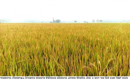 শাহজাদপুরে ইটভাটার ধোঁয়া ও তাপে ৬’শ বিঘা জমির ধান পুড়ে চিটা!