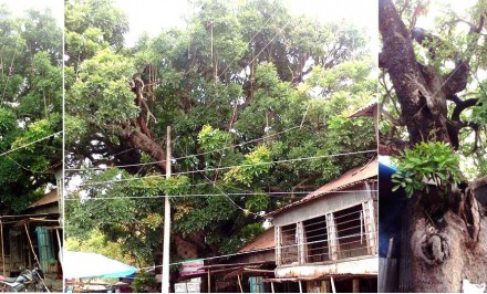 শাহজাদপুরে শতশত বছরের পুরানো অচীন বৃক্ষ হতে পারে গবেষণার বিষয়