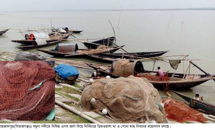 যমুনায় ধরা পড়ছে ডিমওয়ালা মা মাছ ; মাছের বংশবৃদ্ধি নিয়ে উদ্বেগ!