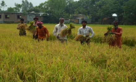 চলনবিলে বোরো ধান কাটা শুরু