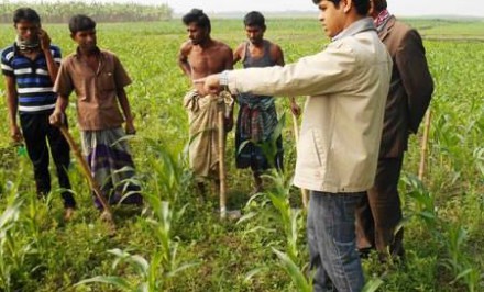 কাজিপুরে ভূট্টা চাষীদের মুখে হাসি