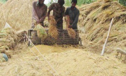 শাহজাদপুরসহ সিরাজগঞ্জের ৯ উপজেলায় ধানের চেয়ে কামলার দাম দ্বিগুণঃ কৃষক দিশেহারা