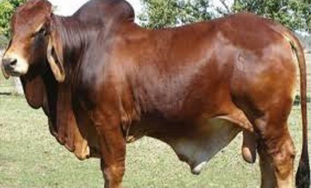 ঈদের অবিক্রীত গরু নিয়ে বিপাকে ব্যবসায়ীরা