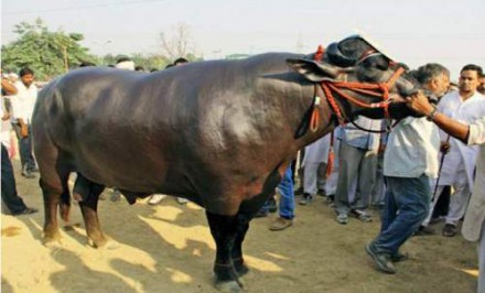 গরুর নাম ‘যুবরাজ’ দাম ৭ কোটি রুপি