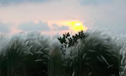 শরৎ বন্দনা