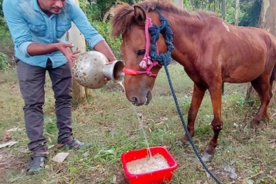 বেওয়ারিশ অসুস্থ পা ভাঙ্গা ঘোড়া উদ্ধার