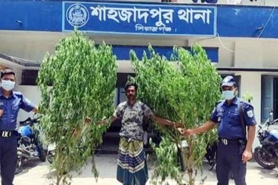 শাহজাদপুরে ২টি গাঁজা গাছসহ চাষী গ্রেফতার