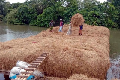 আকস্মিক বন্যা : গো-খাদ্যের সংকটে শাহজাদপুরের খামারীরা