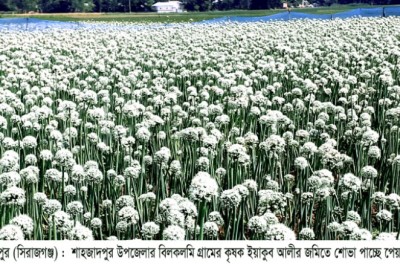 শাহজাদপুরে পেঁয়াজ বীজ উৎপাদনে কৃষক ইয়াকুবের সাফল্য!