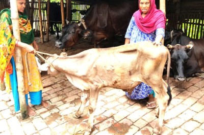 শাহজাদপুরে ল্যাম্পি স্কিন রোগে আক্রান্ত গরু