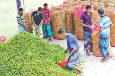 বগুড়ায় ৬ টাকায় এক কেজি কাঁচা মরিচ