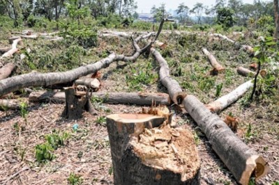 অপ্রয়োজনে গাছ কাটার শাস্তি ভয়াবহ