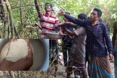 দিনাজপুরে বাঁশের ফুল থেকে চাল, হচ্ছে ভাত-পোলাও